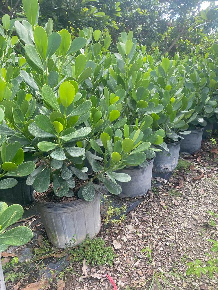 clusia-guttifera-small-leaf-clusia