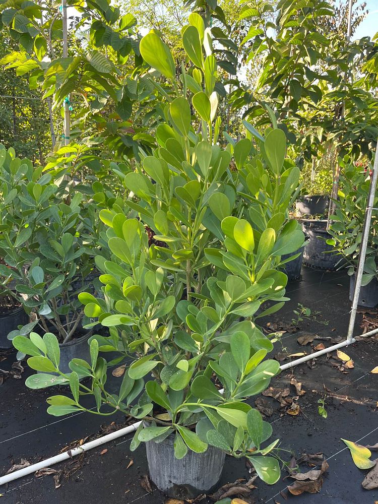 clusia-guttifera-small-leaf-clusia