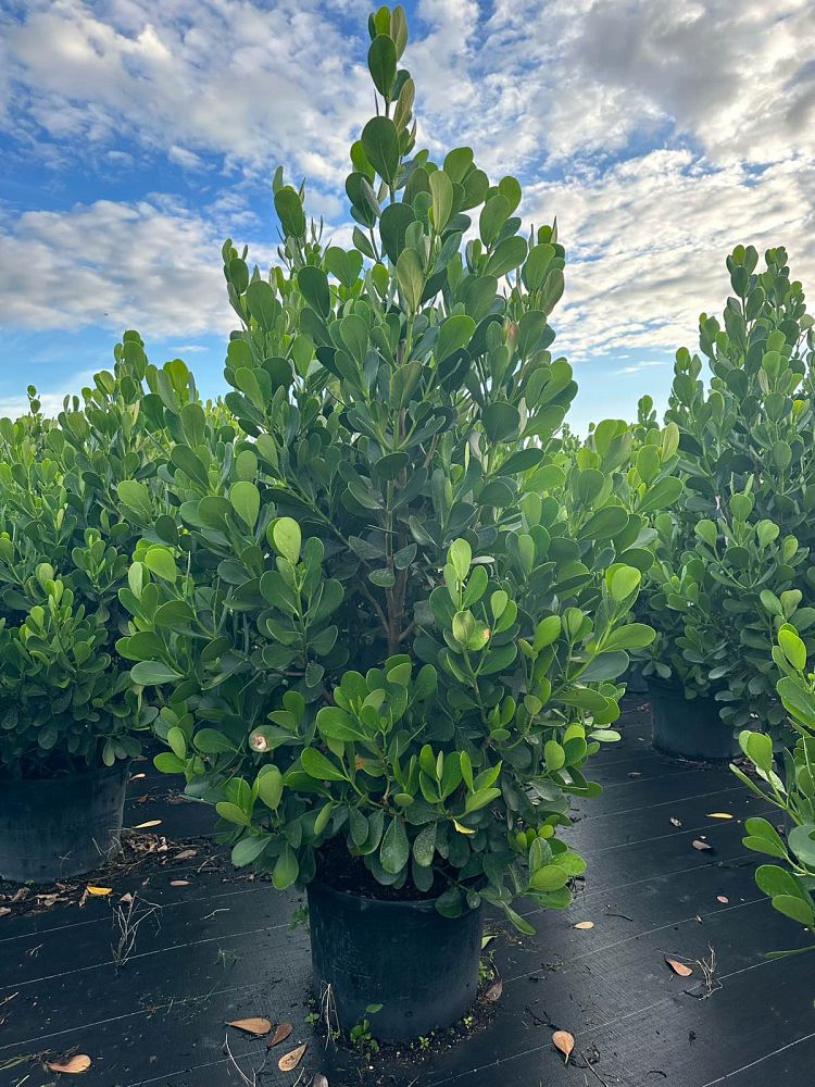 clusia-guttifera-small-leaf-clusia
