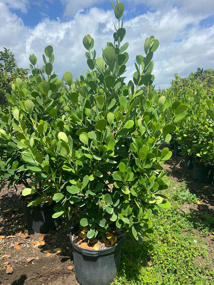 clusia-guttifera-small-leaf-clusia