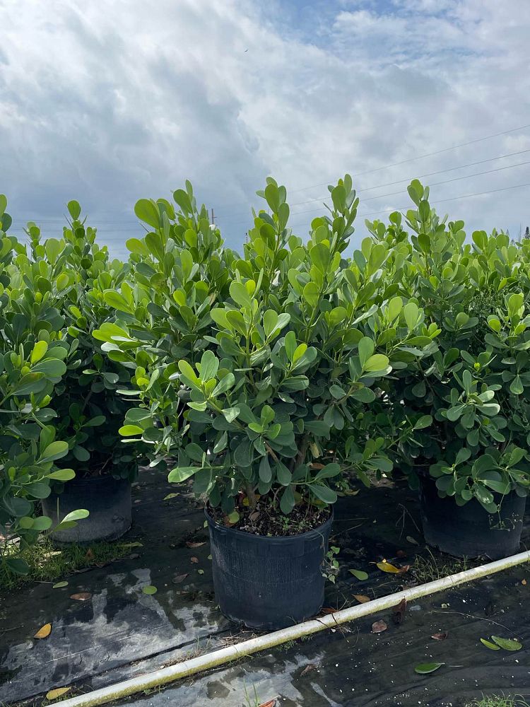 clusia-guttifera-small-leaf-clusia