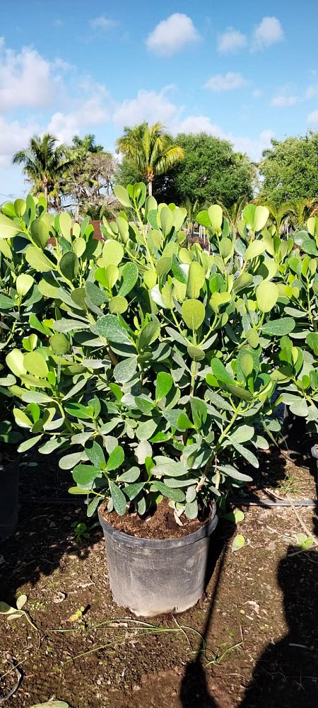 clusia-guttifera-small-leaf-clusia