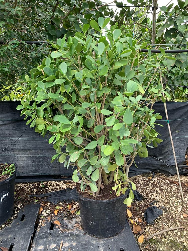 clusia-guttifera-small-leaf-clusia