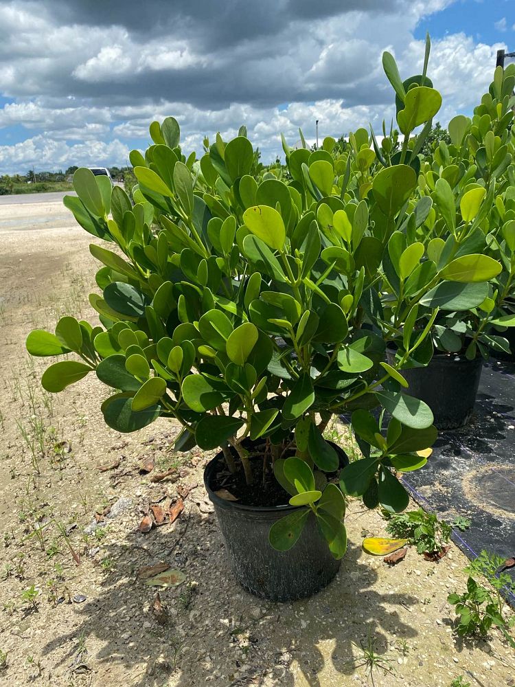 clusia-guttifera-small-leaf-clusia