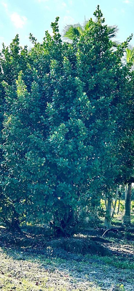 clusia-guttifera-small-leaf-clusia