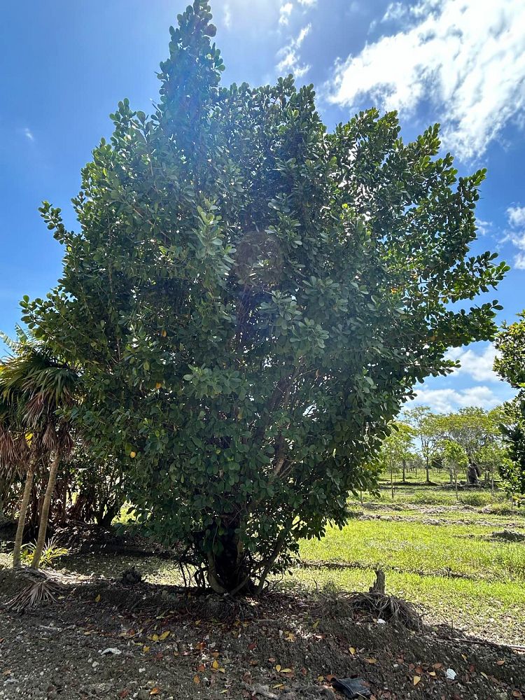 clusia-guttifera-small-leaf-clusia