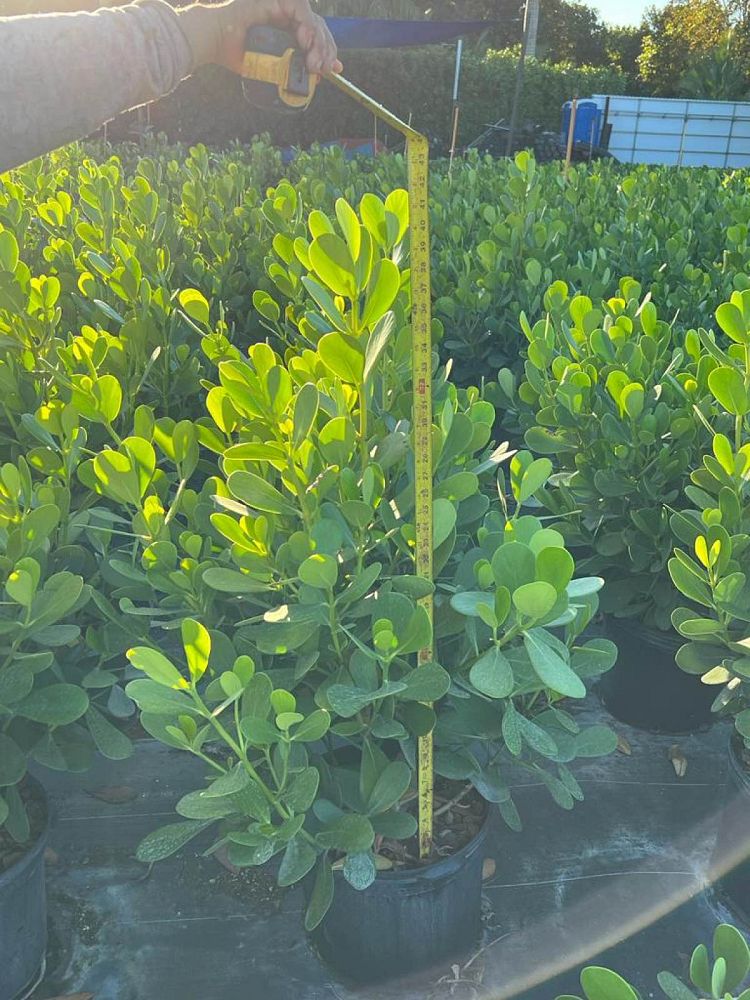 clusia-guttifera-small-leaf-clusia