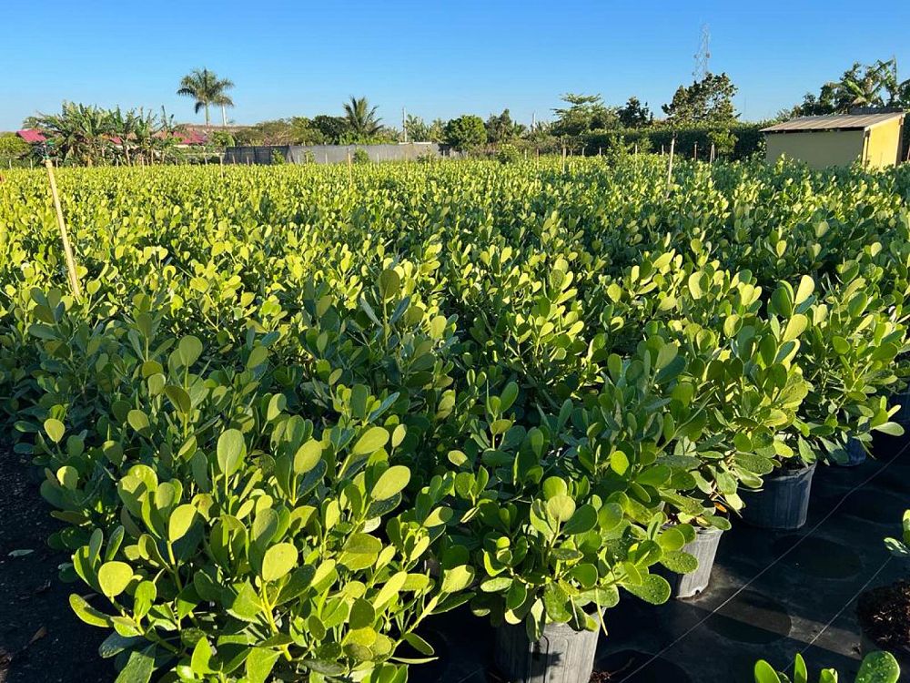 clusia-guttifera-small-leaf-clusia