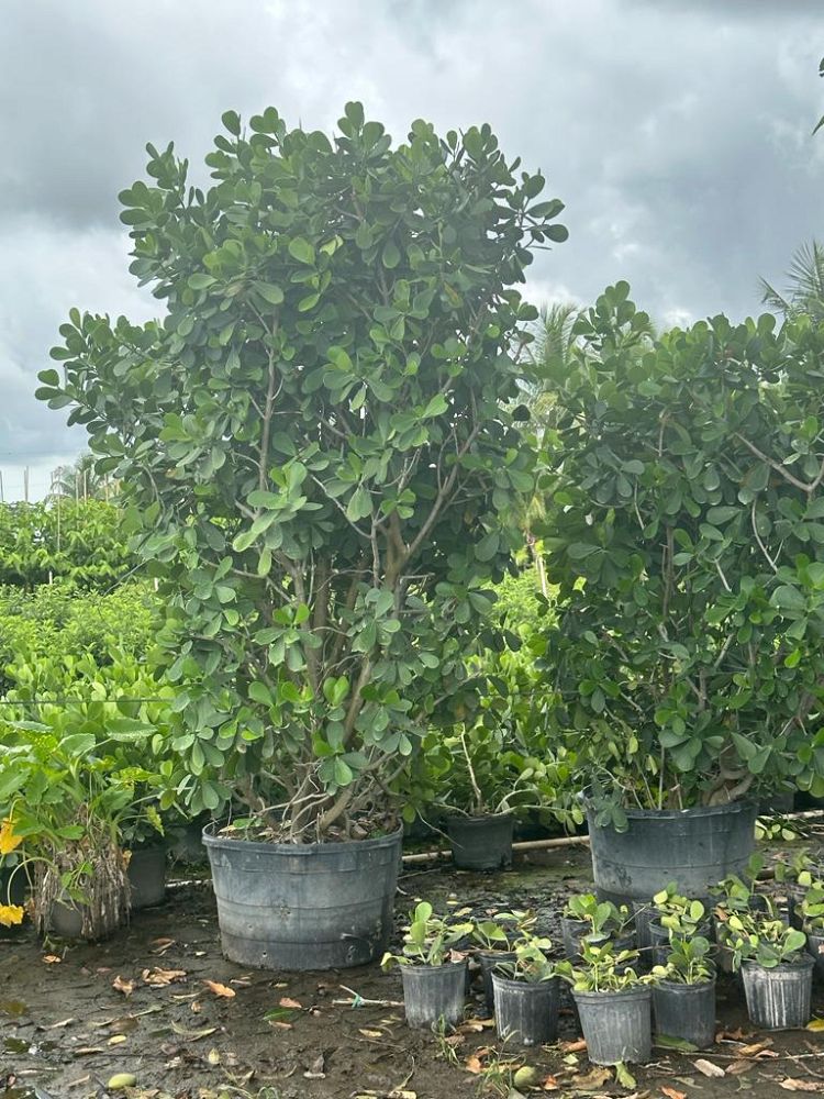 clusia-guttifera-small-leaf-clusia