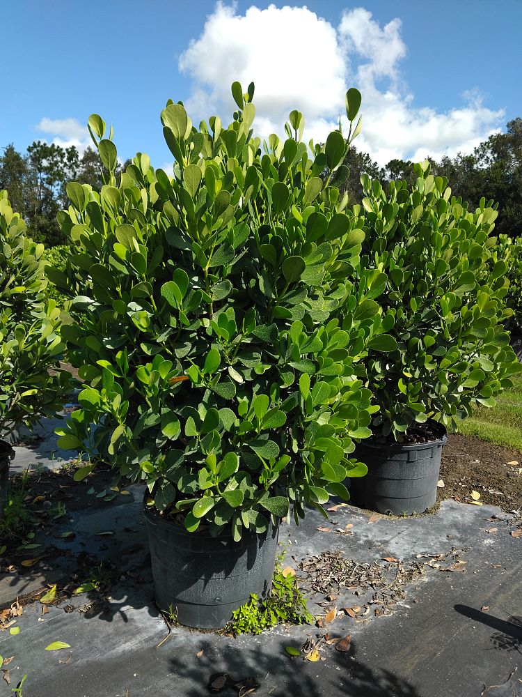 clusia-guttifera-small-leaf-clusia