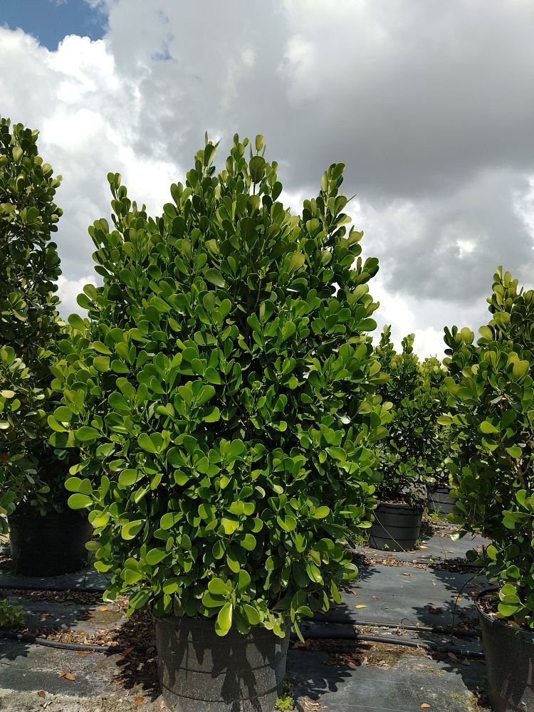 clusia-guttifera-small-leaf-clusia