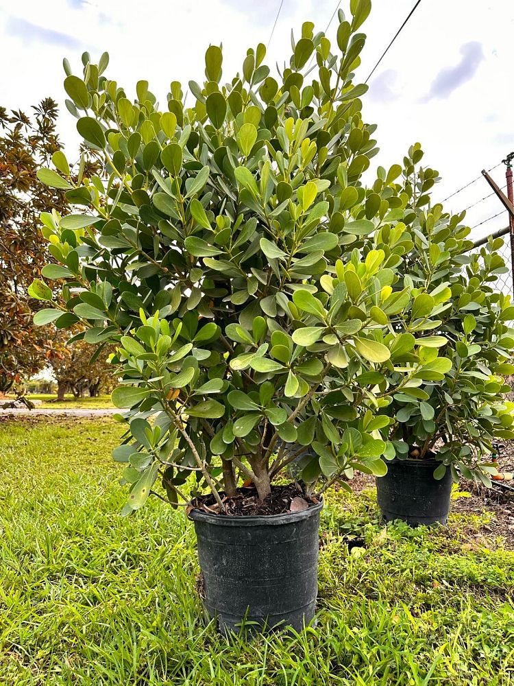 clusia-guttifera-small-leaf-clusia
