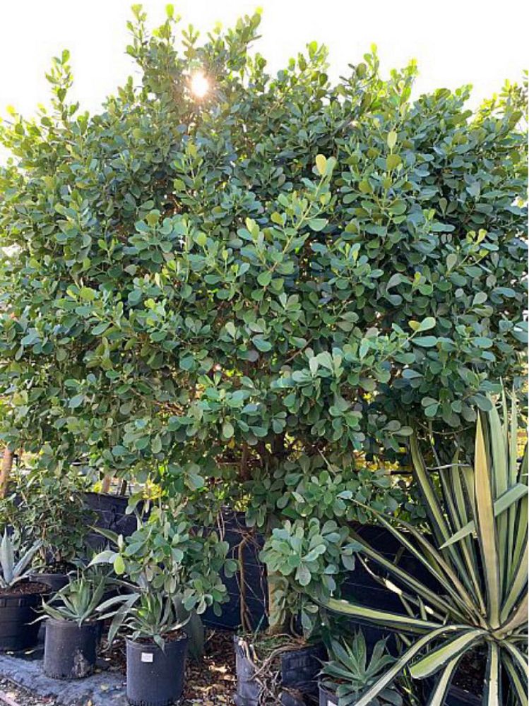 clusia-guttifera-small-leaf-clusia