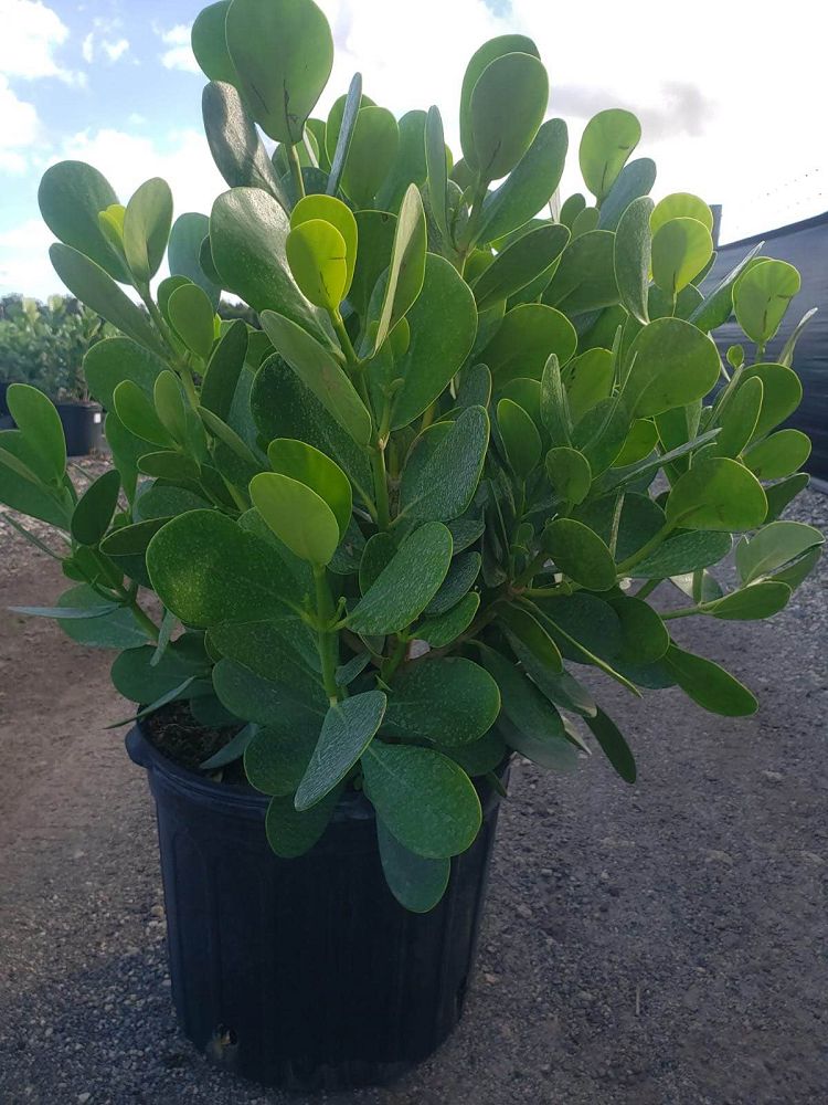 clusia-guttifera-small-leaf-clusia