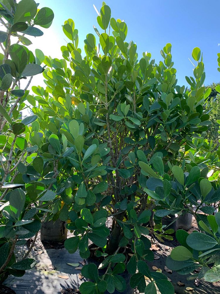 clusia-guttifera-small-leaf-clusia