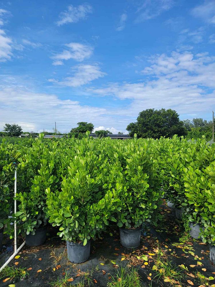 clusia-guttifera-small-leaf-clusia