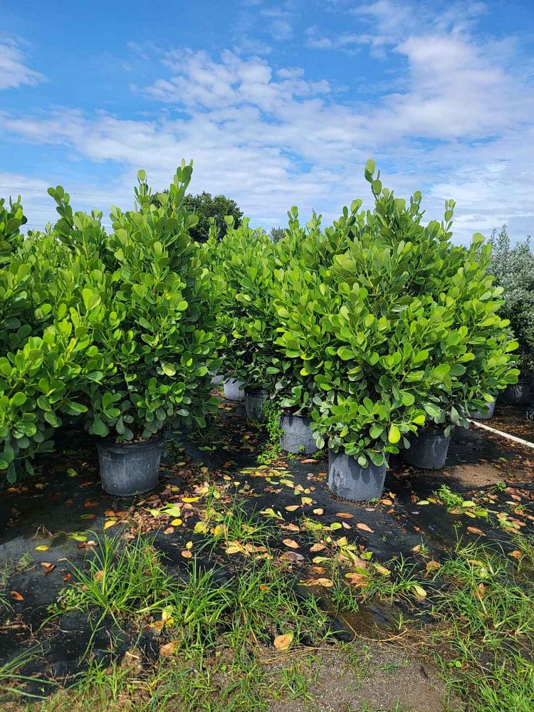 clusia-guttifera-small-leaf-clusia