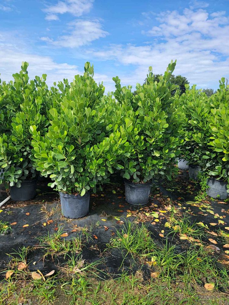 clusia-guttifera-small-leaf-clusia