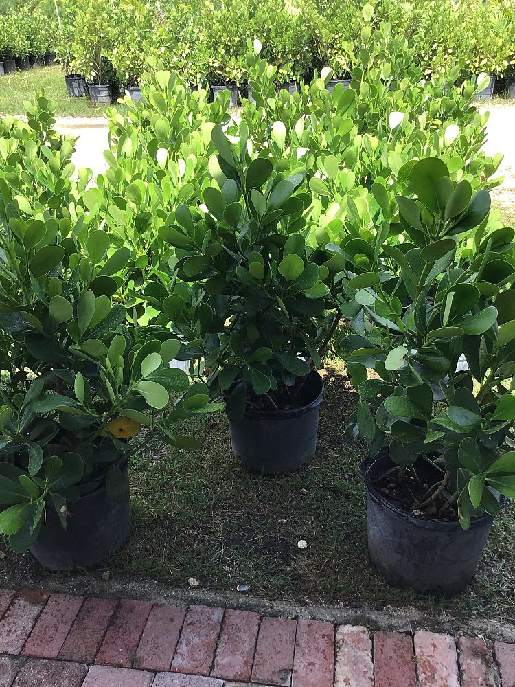 clusia-guttifera-small-leaf-clusia