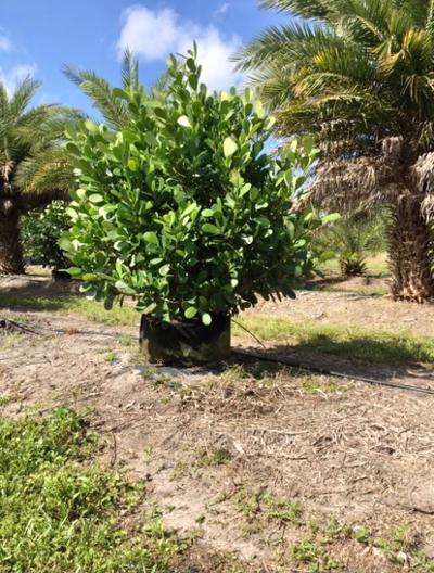 clusia-guttifera-small-leaf-clusia
