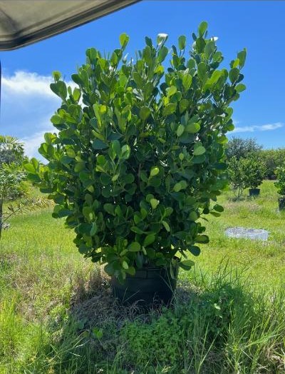 clusia-guttifera-small-leaf-clusia