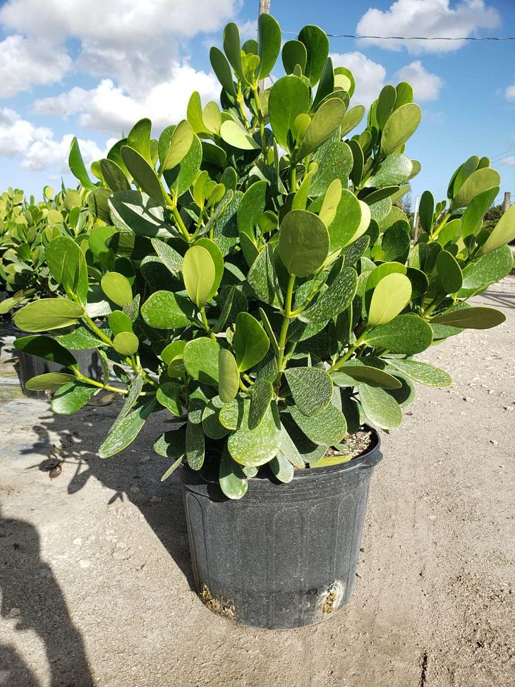 clusia-guttifera-small-leaf-clusia