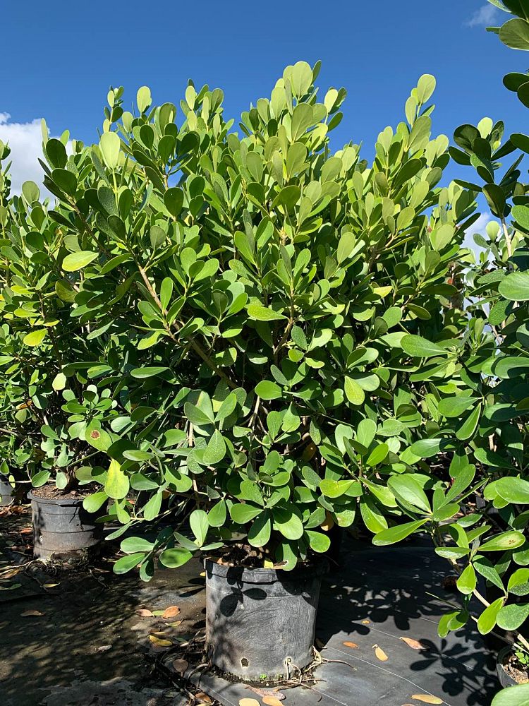 clusia-guttifera-small-leaf-clusia
