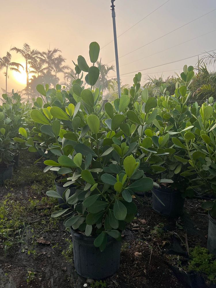 clusia-guttifera-small-leaf-clusia