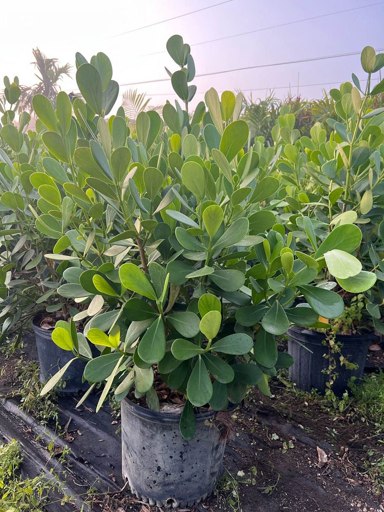 clusia-guttifera-small-leaf-clusia