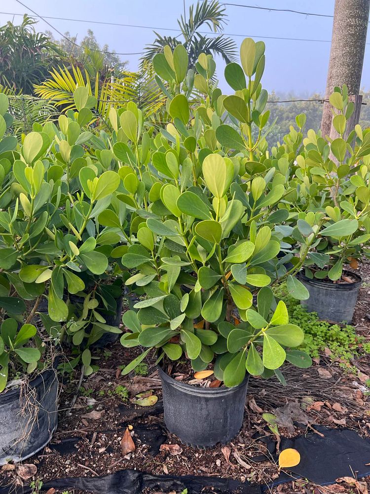 clusia-guttifera-small-leaf-clusia