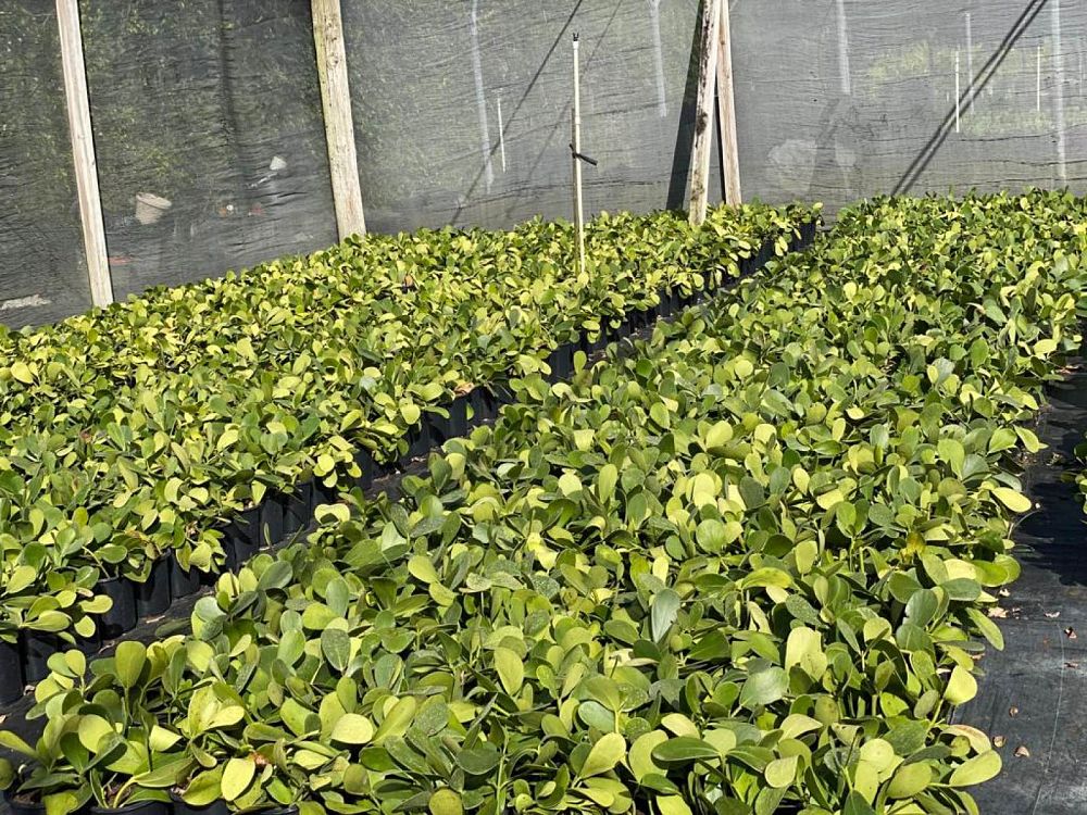 clusia-guttifera-small-leaf-clusia
