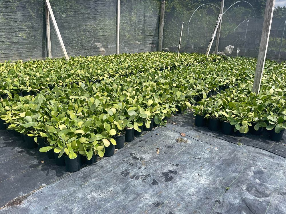 clusia-guttifera-small-leaf-clusia