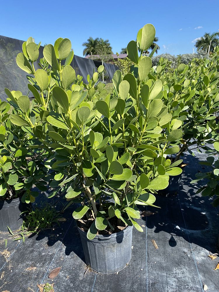 clusia-guttifera-small-leaf-clusia
