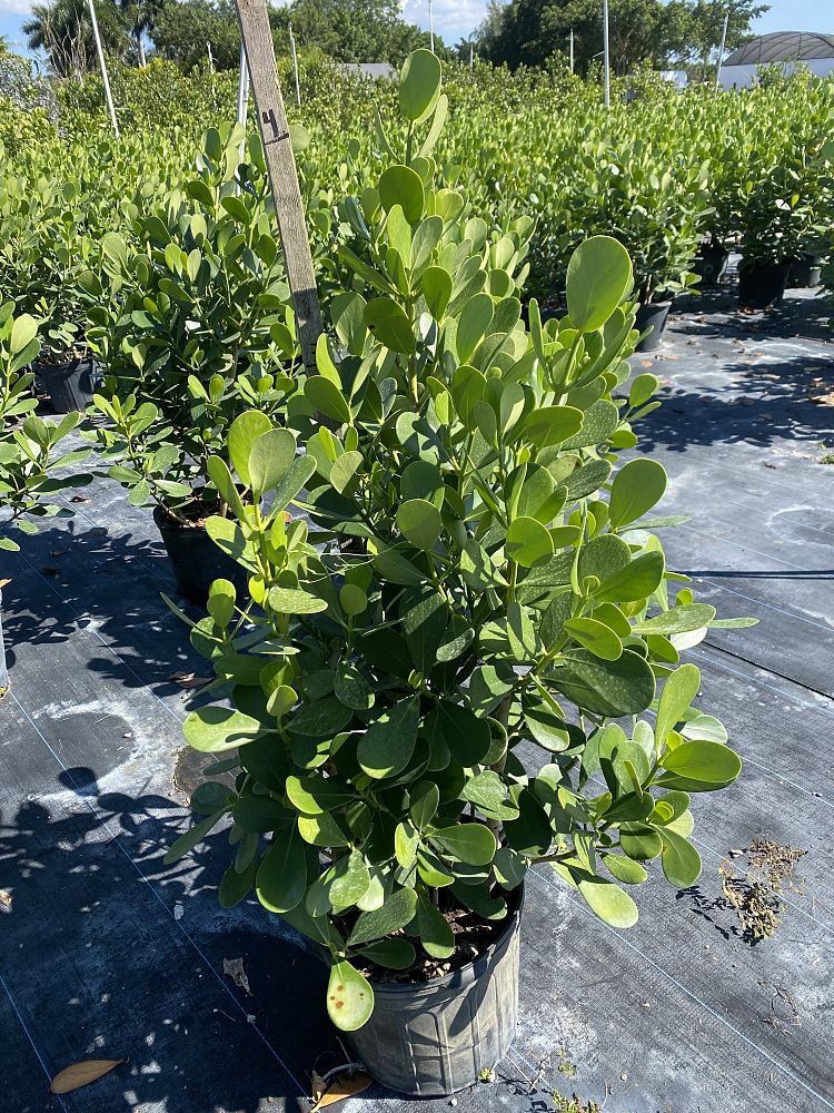 clusia-guttifera-small-leaf-clusia