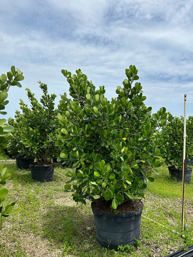 clusia-guttifera-small-leaf-clusia