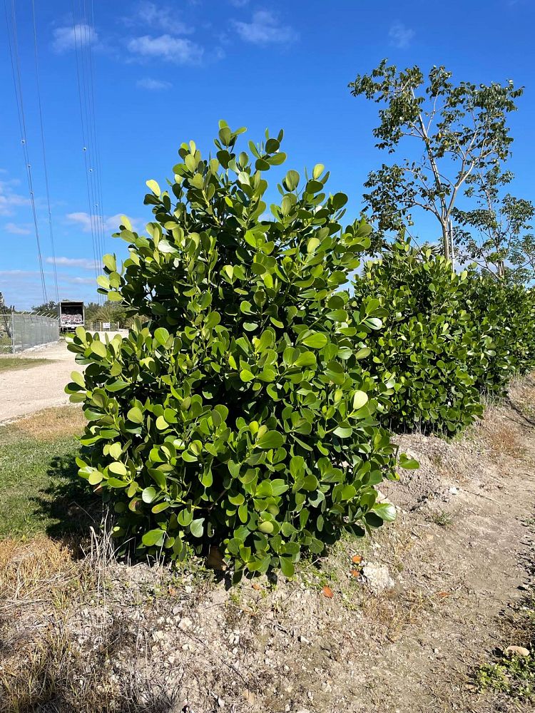 clusia-guttifera-small-leaf-clusia