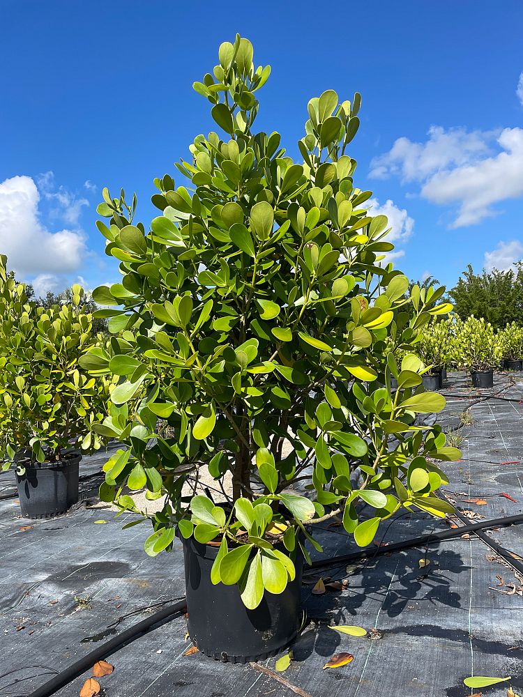 clusia-guttifera-small-leaf-clusia