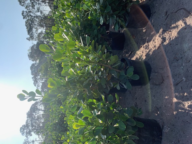 clusia-guttifera-small-leaf-clusia