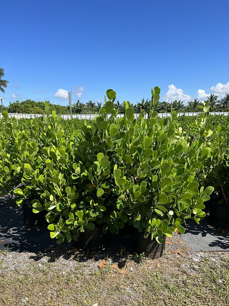 clusia-guttifera-small-leaf-clusia