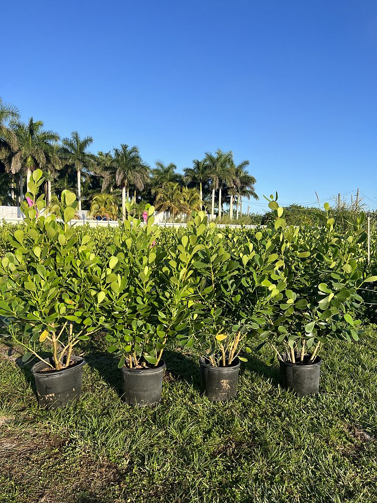 clusia-guttifera-small-leaf-clusia