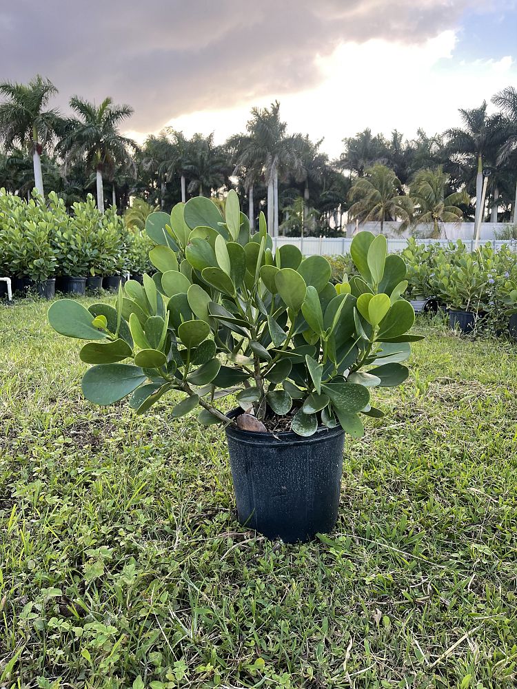 clusia-guttifera-small-leaf-clusia