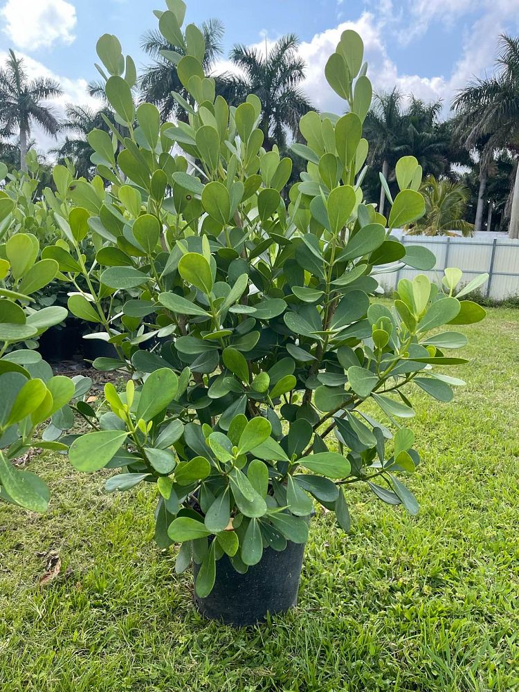 clusia-guttifera-small-leaf-clusia