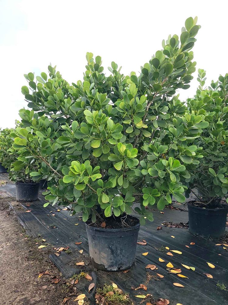 clusia-guttifera-small-leaf-clusia