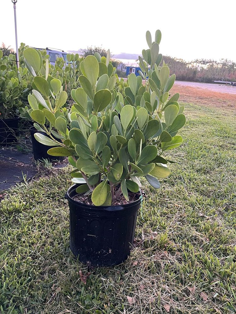 clusia-guttifera-small-leaf-clusia