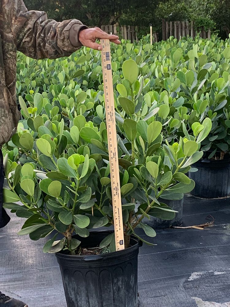 clusia-guttifera-small-leaf-clusia