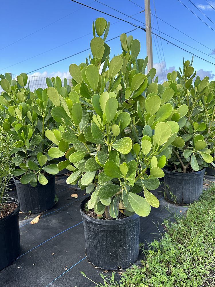 clusia-guttifera-small-leaf-clusia
