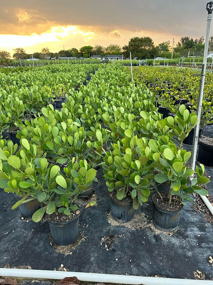 clusia-guttifera-small-leaf-clusia