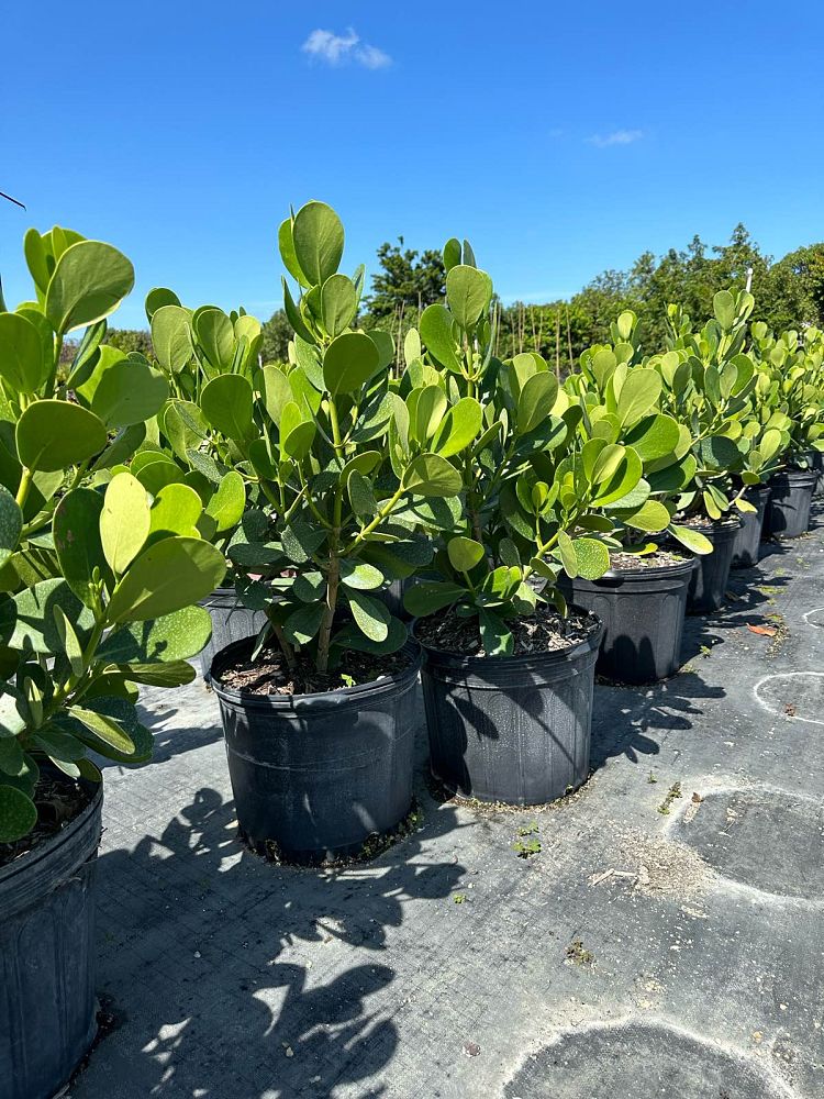 clusia-guttifera-small-leaf-clusia