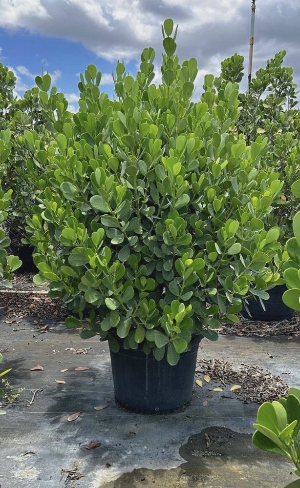 clusia-guttifera-small-leaf-clusia