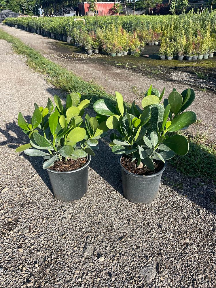clusia-guttifera-small-leaf-clusia